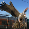 Hot Sale Decor Famous Stainless Steel Modern Art Eagle Sculpture Statue for Garden
